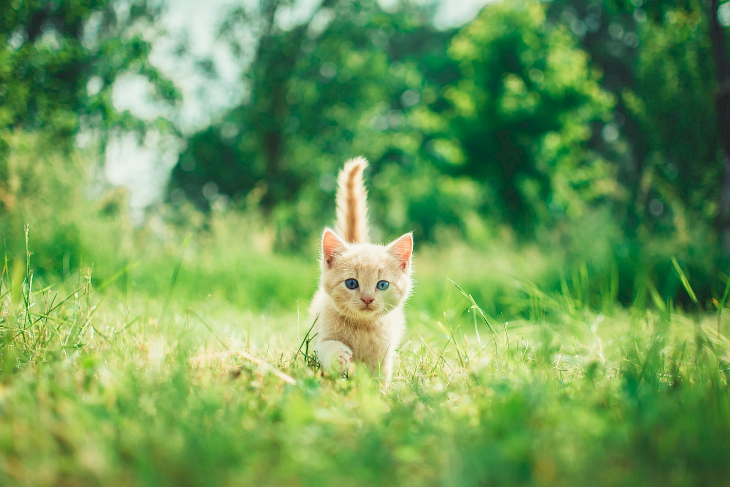 cat in field